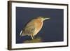 Green Heron-Hal Beral-Framed Photographic Print