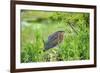 Green Heron-Gary Carter-Framed Photographic Print