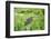 Green Heron-Gary Carter-Framed Photographic Print