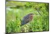 Green Heron-Gary Carter-Mounted Photographic Print