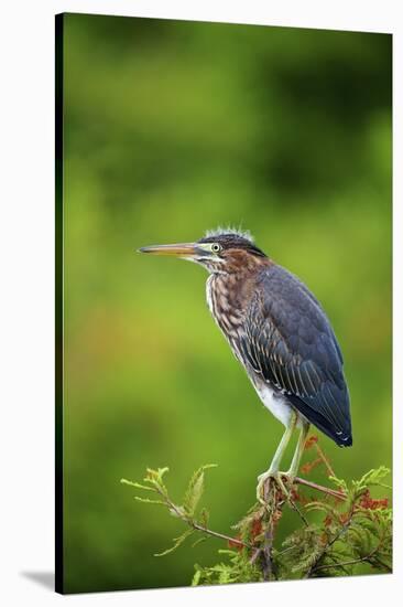 Green Heron-Gary Carter-Stretched Canvas