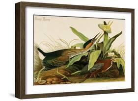 Green Heron-John James Audubon-Framed Art Print