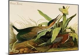 Green Heron-John James Audubon-Mounted Art Print