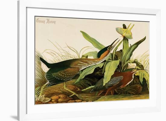 Green Heron-John James Audubon-Framed Premium Giclee Print