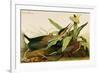 Green Heron-John James Audubon-Framed Premium Giclee Print