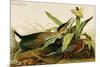 Green Heron-John James Audubon-Mounted Premium Giclee Print