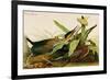 Green Heron-John James Audubon-Framed Art Print