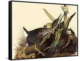 Green Herons-John James Audubon-Framed Stretched Canvas