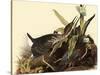 Green Herons-John James Audubon-Stretched Canvas