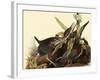 Green Herons-John James Audubon-Framed Giclee Print