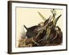 Green Herons-John James Audubon-Framed Giclee Print