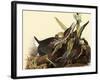 Green Herons-John James Audubon-Framed Giclee Print