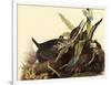 Green Herons-John James Audubon-Framed Giclee Print