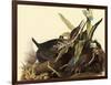 Green Herons-John James Audubon-Framed Giclee Print