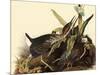 Green Herons-John James Audubon-Mounted Giclee Print