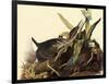 Green Herons-John James Audubon-Framed Giclee Print