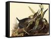 Green Herons-John James Audubon-Framed Stretched Canvas