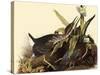 Green Herons-John James Audubon-Stretched Canvas