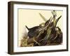 Green Herons-John James Audubon-Framed Giclee Print