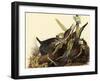 Green Herons-John James Audubon-Framed Giclee Print