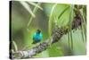 Green honeycreeper (Chlorophanes spiza) male, La Selva Field Station, Costa Rica-Phil Savoie-Stretched Canvas