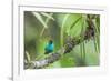 Green honeycreeper (Chlorophanes spiza) male, La Selva Field Station, Costa Rica-Phil Savoie-Framed Photographic Print