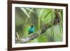 Green honeycreeper (Chlorophanes spiza) male, La Selva Field Station, Costa Rica-Phil Savoie-Framed Photographic Print