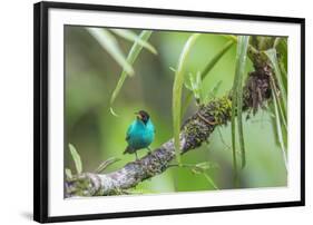 Green honeycreeper (Chlorophanes spiza) male, La Selva Field Station, Costa Rica-Phil Savoie-Framed Photographic Print