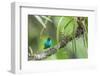 Green honeycreeper (Chlorophanes spiza) male, La Selva Field Station, Costa Rica-Phil Savoie-Framed Photographic Print