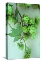 Green Hops-Den Reader-Stretched Canvas