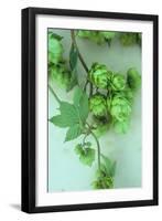 Green Hops-Den Reader-Framed Photographic Print