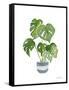 Green House Plants II-Farida Zaman-Framed Stretched Canvas