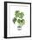 Green House Plants II-Farida Zaman-Framed Art Print