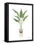 Green House Plants III-Farida Zaman-Framed Stretched Canvas