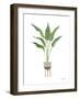 Green House Plants III-Farida Zaman-Framed Art Print