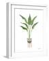 Green House Plants III-Farida Zaman-Framed Art Print