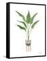 Green House Plants III-Farida Zaman-Framed Stretched Canvas