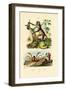 Green Huntsman Spider, 1833-39-null-Framed Premium Giclee Print