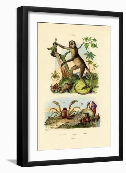 Green Huntsman Spider, 1833-39-null-Framed Premium Giclee Print