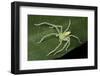 Green huntsman spider, Intervales State Park, Sao Paulo, Brazil-Joao Burini-Framed Photographic Print