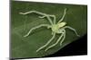 Green huntsman spider, Intervales State Park, Sao Paulo, Brazil-Joao Burini-Mounted Photographic Print