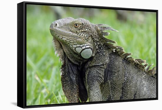 Green Iguana, Aruba, ABC Islands-alfotokunst-Framed Stretched Canvas