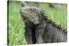 Green Iguana, Aruba, ABC Islands-alfotokunst-Stretched Canvas