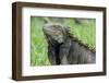 Green Iguana, Aruba, ABC Islands-alfotokunst-Framed Photographic Print