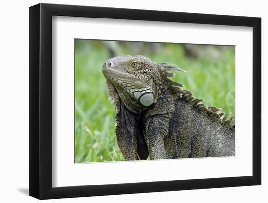 Green Iguana, Aruba, ABC Islands-alfotokunst-Framed Photographic Print