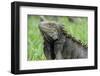 Green Iguana, Aruba, ABC Islands-alfotokunst-Framed Photographic Print