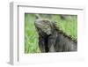 Green Iguana, Aruba, ABC Islands-alfotokunst-Framed Photographic Print