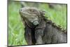 Green Iguana, Aruba, ABC Islands-alfotokunst-Mounted Photographic Print