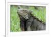 Green Iguana, Aruba, ABC Islands-alfotokunst-Framed Photographic Print