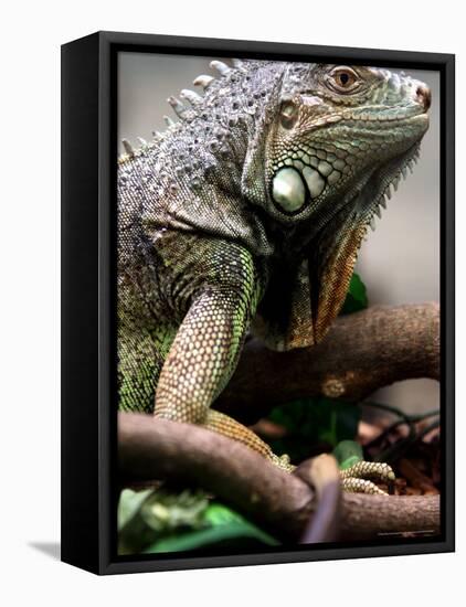 Green Iguana at Exotic Animal Exhibition, Sofia, Bulgaria-Petar Petrov-Framed Stretched Canvas